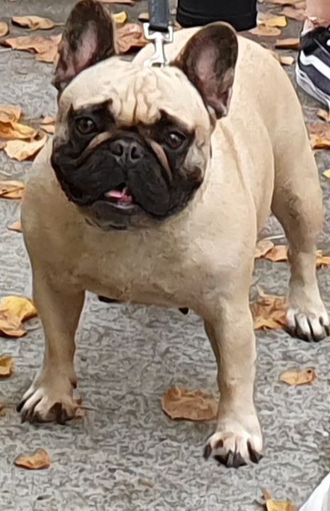 Lady million du Clos Des Caprices Du Sud