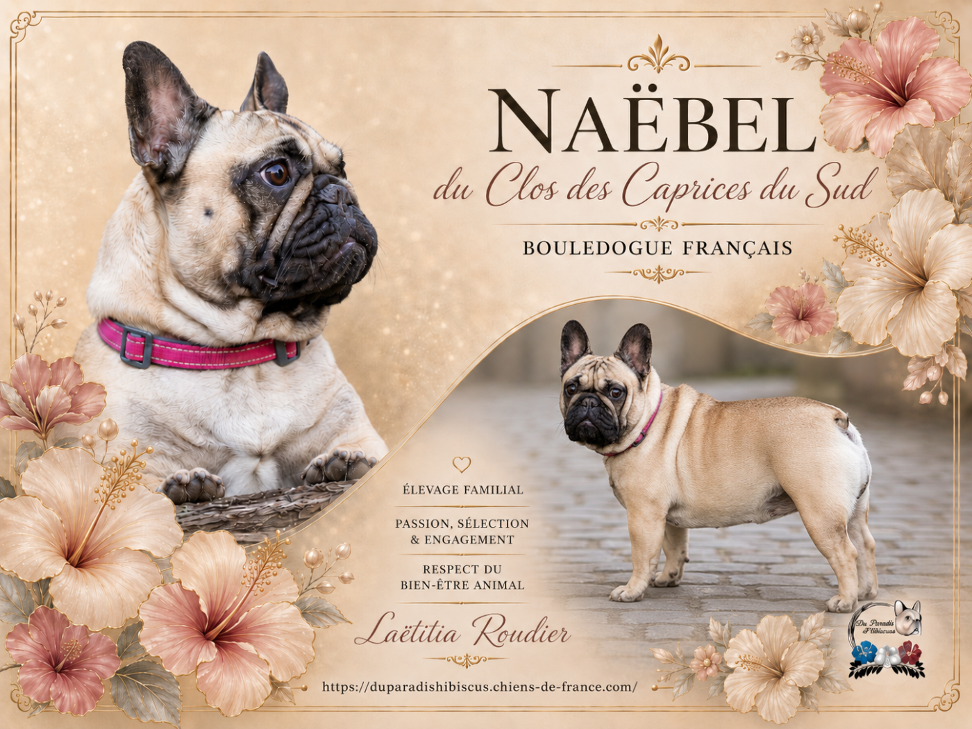 Naëbel du Clos Des Caprices Du Sud