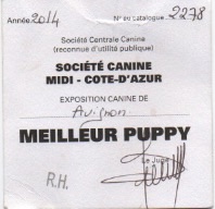 du Clos Des Caprices Du Sud - meilleur puppy